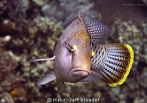 Napoleonfish
thank you youngster for your frontside
Bun... by Hans-Gert Broeder 